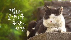 A Time for Dogs and Cats