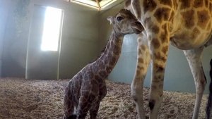 Crikey! It's the Irwins It’s a Baby Giraffe!