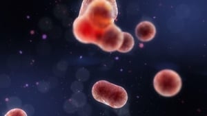 Virus Destrucción y Creación