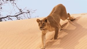 Planet Earth II: 1×4