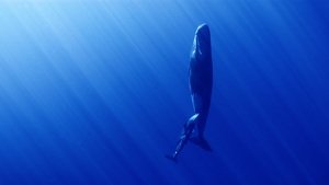 Whales and I backdrop