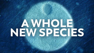 What Makes A Microbe Rare? still