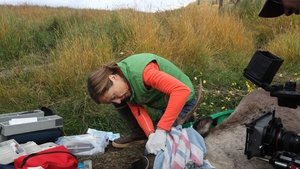 Dr. Oakley, Yukon Vet Caribou Down