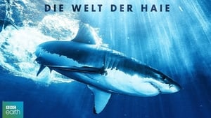 poster Shark