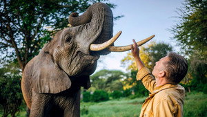 The Elephant