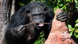 A Vida Secreta dos Chimpanzés: 1×1