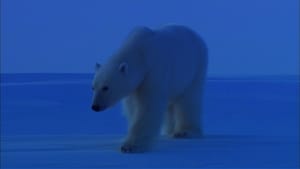 Bears of the Last Frontier: Arctic Wanderers