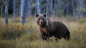 Bjørn