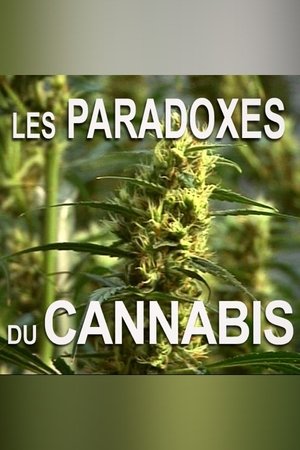 Les paradoxes du cannabis