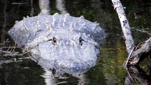 Alligator River