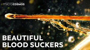 Up Close With The World's Deadliest Animal still