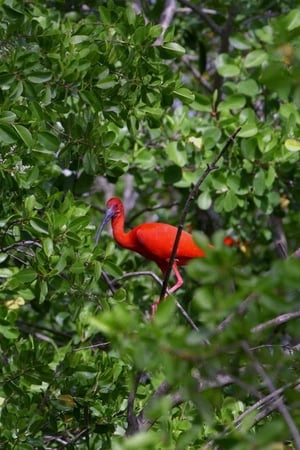 Caroni poster