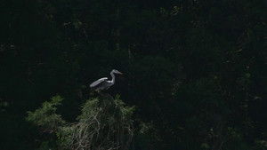 Little Forest: Winter/Spring