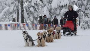 Snow Buddies: Cachorros en la nieve 2008