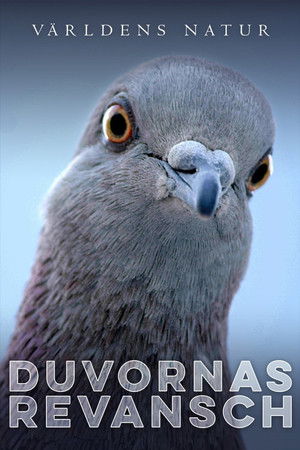 Image Duvornas revansch