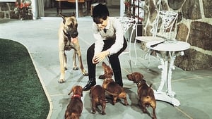 Los perros de mi mujer (1966) | The Ugly Dachshund