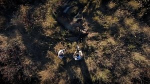 Blood on the Ground