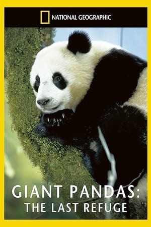 Image Giant Pandas: The Last Refuge