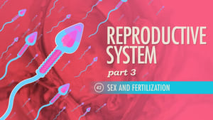 Crash Course Anatomy & Physiology Reproductive System, Part 3 - Sex & Fertilization