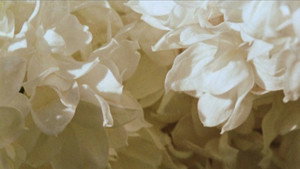 Cascade backdrop