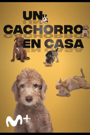 Un cachorro en casa