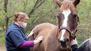 The Incredible Dr. Pol: 20×5