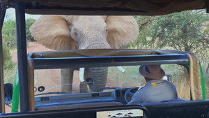 Close Encounters of the Wild Kind