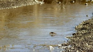 O Ano Selvagem da África: 1×4