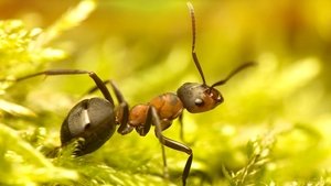 The Wonder of Animals Ants