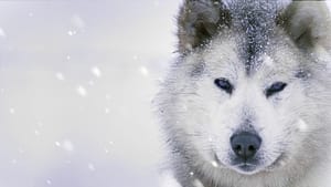 Ice Dogs: The Only Companions Worth Having film complet