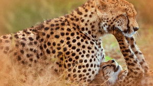 Vilde familier - helt kort