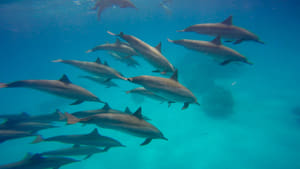 Delfines la vida en el arrecife