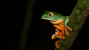 Nature: Season 32 Episode 13