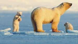 watch My Journey with a Polar Bear 2019 Stream online free