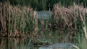Elk Island