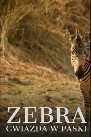 Zebra. Gwiazda w paski