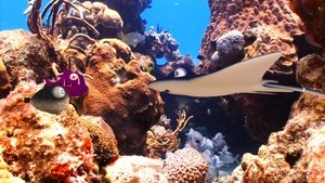 Fishtales (2016)