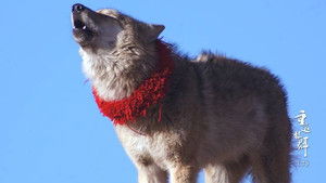 Return to the Wolves 10th Anniversary Special Season 1 : Episode 7 