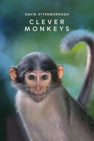 Poster Clever Monkeys 2008