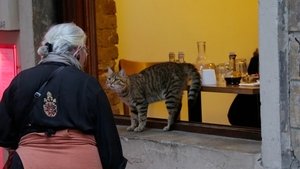 Kedi – La città dei gatti