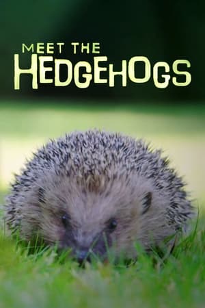 Poster Meet the Hedgehogs 2017