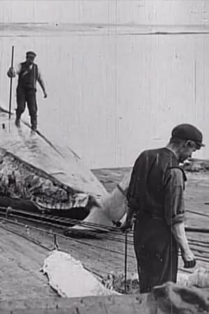 Whaling Afloat and Ashore film complet