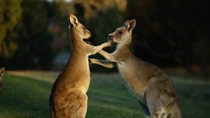 Secret Life of the Kangaroo A Buck's Life