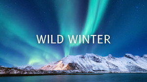 Wild Winter backdrop