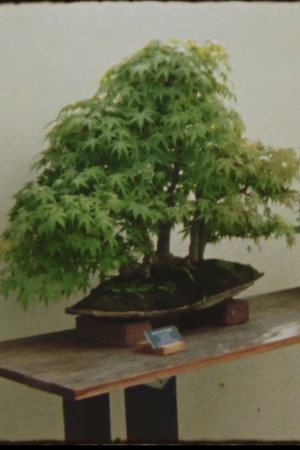 Picture A Tree's Poster