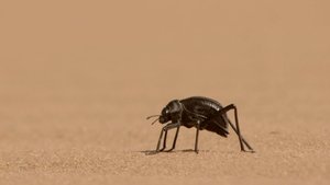 India's Lost Worlds The Great Indian Plains