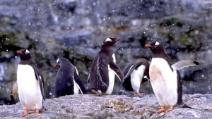 The Penguin Counters