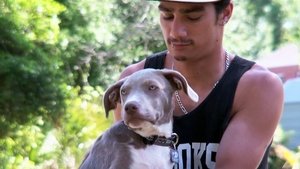 Pit Bulls and Parolees Saving Prada