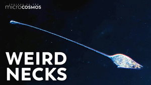 Lacrymaria: Vicious Long-Necked Predators still
