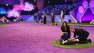 2022 American Rescue Dog Show